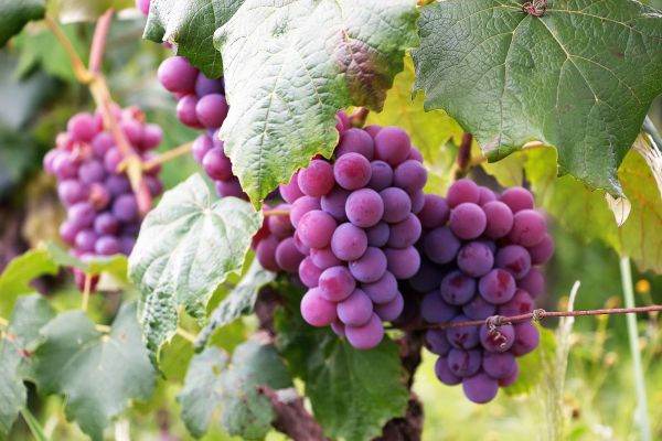 „Excepţionalul a devenit norma”: încălzirea climei a accelerat recoltarea strugurilor